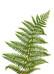 Image showing Fern leaf 