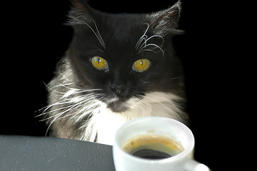 Image showing Cat with Coffee