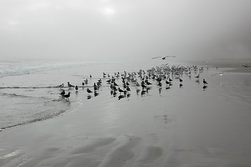 Image showing Seagulls on Drakes Beach2