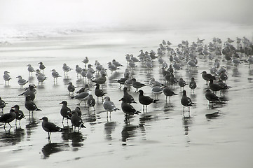 Image showing Seagulls on Drakes Beach1