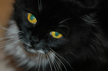 Image showing Cat Eyes