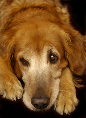 Image showing Golden Retriever