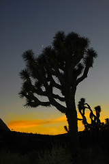 Image showing Joshua Tree & Moon