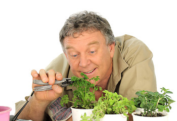 Image showing Parsley Gardener