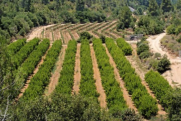 Image showing Orchard and grape vine rows in summer