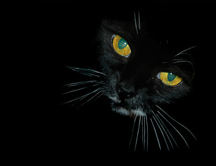 Image showing Peering Cat Eyes