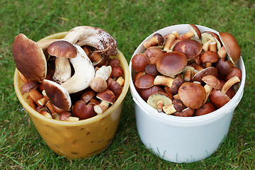 Image showing edible mushrooms