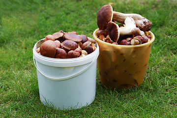 Image showing edible mushrooms