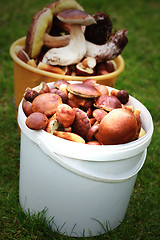 Image showing edible mushrooms