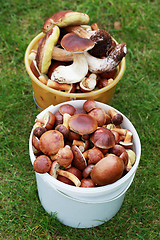 Image showing edible mushrooms