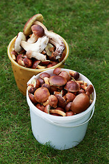 Image showing edible mushrooms