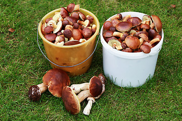 Image showing edible mushrooms