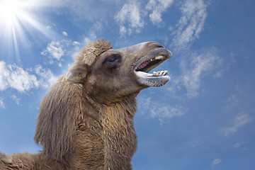 Image showing Camel