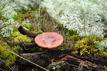 Image showing Milkcap Mushroom In Forest