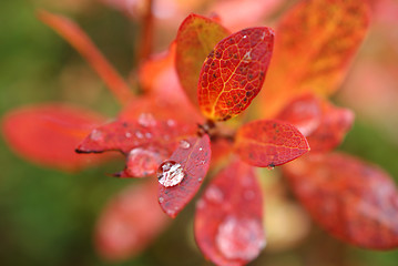 Image showing Raindrop On Autumn Leaf