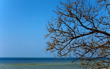 Image showing Dry tree above the sea surface
