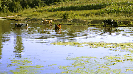 Image showing Cows entered in pond