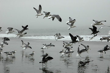 Image showing Flying Seagulls