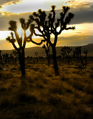 Image showing Leaning Joshua Trees