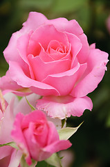 Image showing Pink rose and blossom