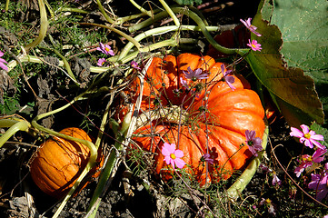 Image showing Pumpkin Patch