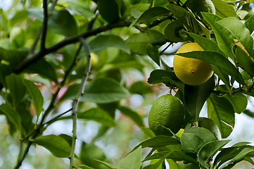 Image showing Lemon fruits growing