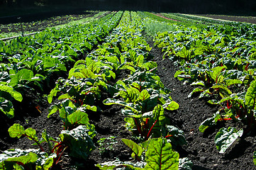 Image showing Swiss Chard Field