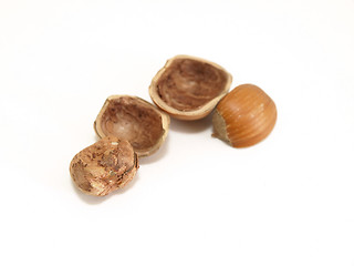 Image showing Opened Hazelnut