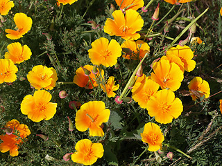 Image showing Mexican Poppy (Eschscholtzia californica)