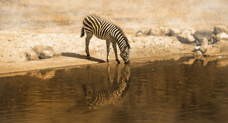 Image showing Zebra