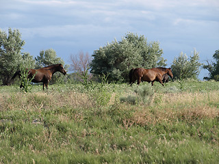 Image showing Wild Brown Horses in a Field