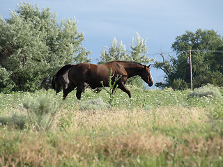 Image showing Wild Brown Horses