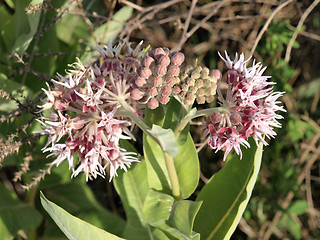 Image showing Showy Milkweed (Asclepias speciosa)