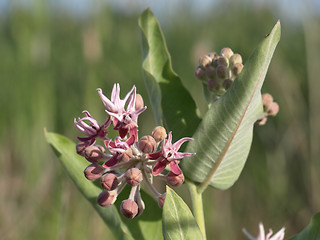 Image showing Showy Milkweed Blooms (Asclepias speciosa)