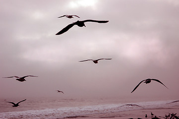 Image showing Birds in Flight