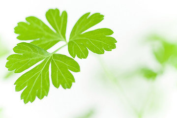 Image showing Parsley