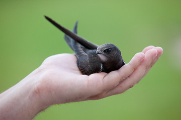 Image showing Young Eurasian Swift