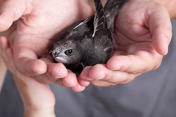 Image showing Young Eurasian Swift