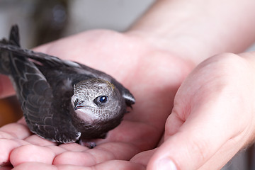 Image showing Young Eurasian Swift