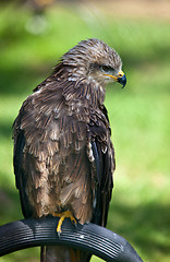 Image showing Common European Buzzard