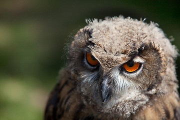 Image showing Young Owl