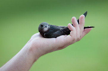 Image showing Young Eurasian Swift