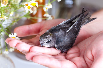 Image showing Young Eurasian Swift