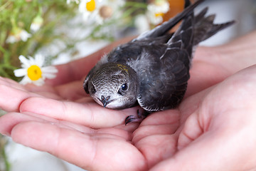 Image showing Young Eurasian Swift