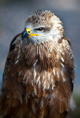 Image showing Common European Buzzard