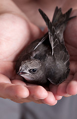 Image showing Young Eurasian Swift