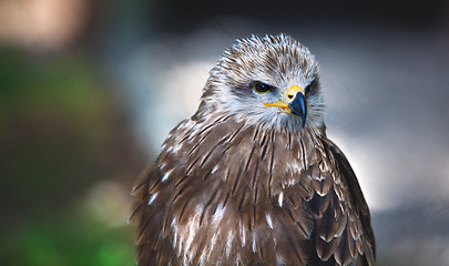 Image showing Common European Buzzard