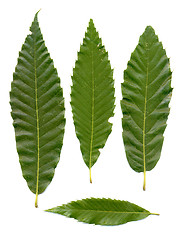 Image showing Green chestnuts leaves