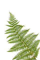 Image showing Fern leaf 