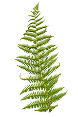 Image showing Fern leaf 